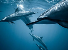 天天盈球即时比分直播-fengyue巴德乌龙大招救下Zika兰博，WBG打出二换四